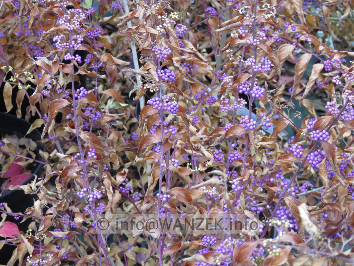 Callicarpa dichotoma Issai - nach Frost 03.JPG